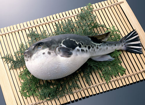 puffer fish cartoon. fugu, or puffer fish.