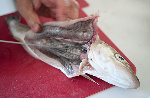 jc101-fish2-cut3.jpg