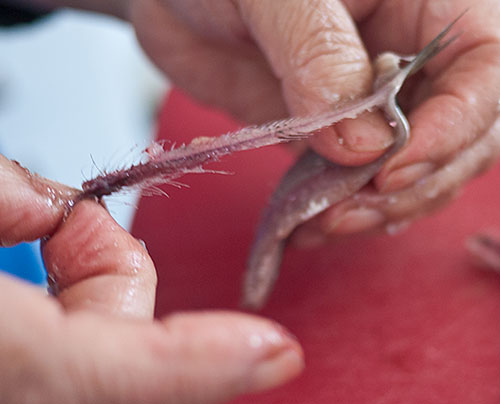 Takamichi Beauty Room - Welcome soap on a rope. In Japan, Tai fish (sea  bream) is regarded as a good luck fish, bringing success and abundance.  Don't we all need one to