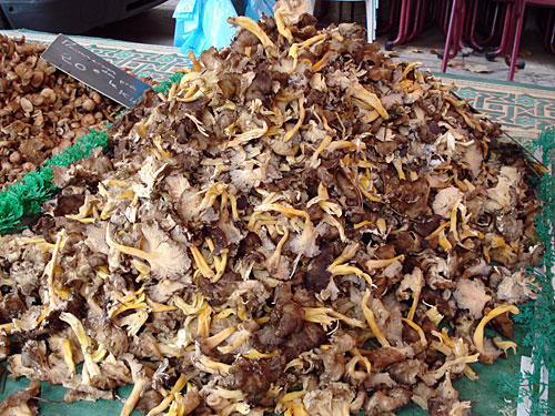 mushroom-mound.jpg