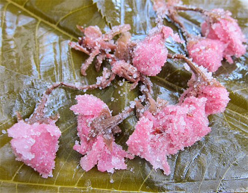 japanese cherry blossom leaves