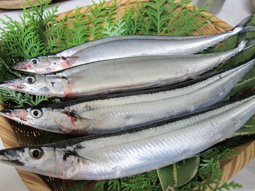 japanese sanma fish