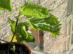 Shiso leaf in pot (from flickr) Shiso leaf in pot (from flickr)