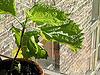 Shiso leaf in pot (from flickr)
