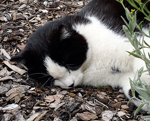 IMG: sleeping cat.