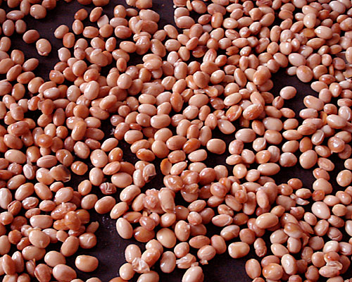 soybeans2.jpg